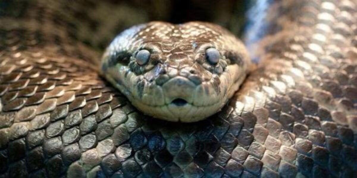 The Voice of the Serpent